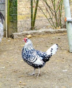 This is a Silver Spangled Hamburg - a very popular breed because of its calm, sweet personality and fantastic mothering qualities.