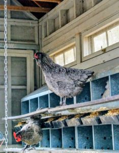 When laying, hens appreciate privacy - my coops have individual nesting boxes for all my hens. Female chickens are called pullets for their first year, or until they begin to lay eggs. For most breeds, chickens generally start laying eggs around four or five months of age.