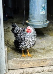 Chickens are not difficult to keep, but it does take time, commitment and a good understanding of animal husbandry to do it well. This is a beautiful Silver Laced Wyandotte hen at the doorway of her coop.