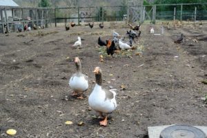 I also have two Pomeranian guard geese that keep watch over my flock. They are very protective and very noisy, especially when greeting visitors.