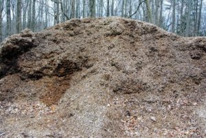 This is one of our piles of mulch - ready for use as top dressing around the farm.