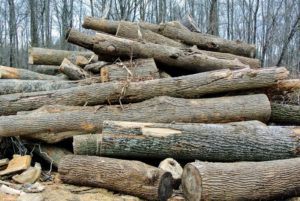 This is also where we store trunks and logs from felled trees, which were lost during storms, or taken down purposely because of poor growth.