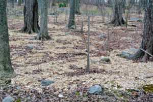 A good layer of wood chips is spread out evenly  around my young trees. Wood chips decompose quickly, and add nutrients back to the soil. Like mulch, using wood chips insulates the soil around the saplings and provides protection from the cold.