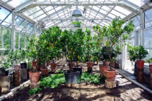 If you recall, last autumn we moved many trunk sections into my indoor vegetable greenhouse to store my growing citrus collection and to make better use of the height in this structure.