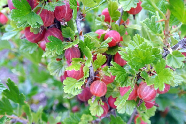 Pruning Berry Bushes at the Farm - The Martha Stewart Blog