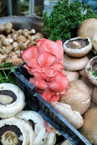 We saw many beautiful foods, such as these pink oyster mushrooms, Pleurotus djamor. The brightly colored pink oyster is a tropical mushroom that grows best in areas with warmer temperatures and high humidity.
