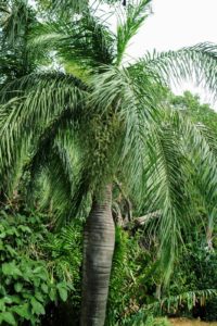 This is Pseudophoenix vinifera, This palm is about 40-years old. Pseudophoenix vinifera was once commonly used in palm wine production. Trees were cut down and the pith extracted, especially from the swollen portion of the stem.