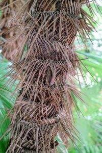 The “zombie” term is probably derived from the plant’s scientific name, Zombia antillarum. The palms are firmly rooted into the ground but don't get too close - the trunk of mature palms are covered with a dense mat of four-inch spines. They are said to have once been used as voodoo doll needles.