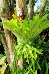 Of course, I stopped to admire this gorgeous stag horn fern.