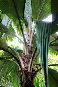 This is Pelagodoxa henryana - a species of palm tree, and the only species in the genus Pelagodoxa. It is found only in the Marquesas Islands, French Polynesia, where it is threatened by habitat loss.