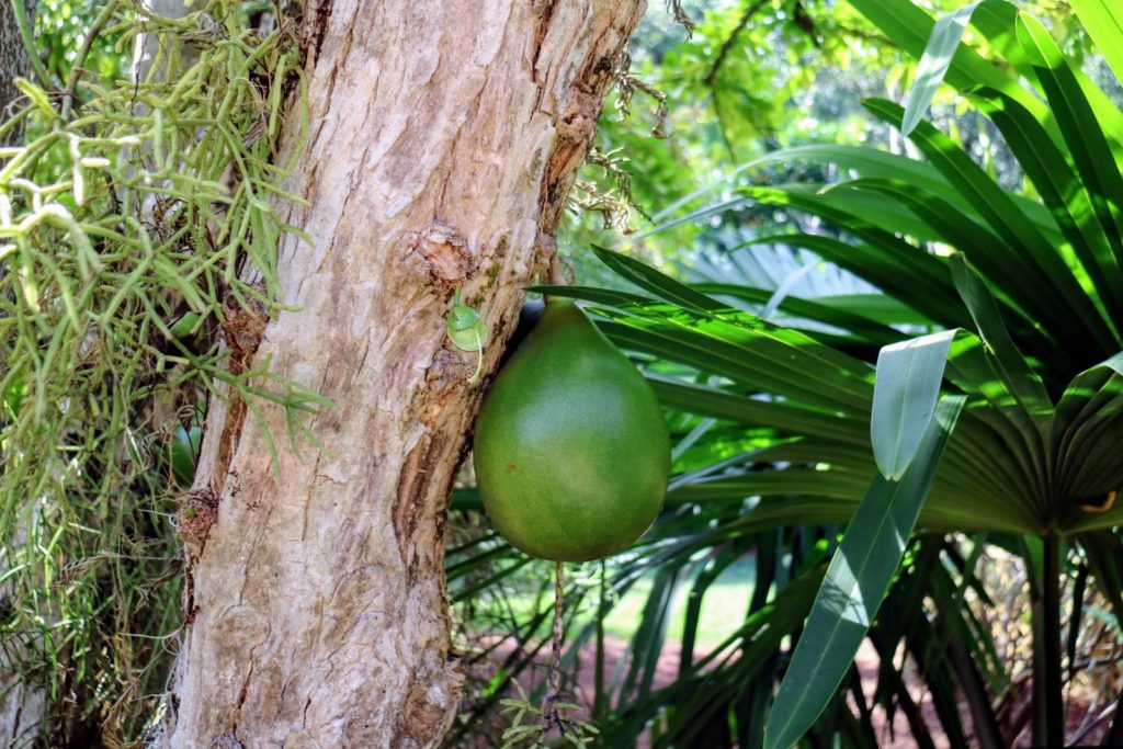 Visiting a Garden in Miami - The Martha Stewart Blog