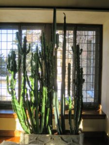 Inside, a beautiful cactus in a faux bois planter located in the Living Hall. When I bought these cactus plants about five or six years ago, they were just 10 to 12 inches tall - they just keep growing. They used to sit on the window seat but they grew too tall.