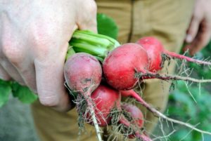 And look at thee beautiful radishes. The radish is an edible root vegetable of the Brassicaceae family. Radishes are grown and consumed throughout the world, and mostly eaten raw as a crunchy salad vegetable.