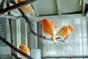 My canaries love their cage. Named after its beautiful plumage, the red factor is one of the most popular canaries. These birds are delightfully entertaining, hardy and very easy to keep healthy and happy.
