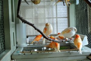 Over the years, many of you have asked for the building plans to my bird cage. I built a similar one on my television show - just go to my web site for instructions. http://www.marthastewart.com/264700/birdcage
