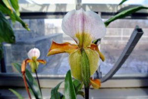 Here is the back of one of the "slipper orchid" blooms.