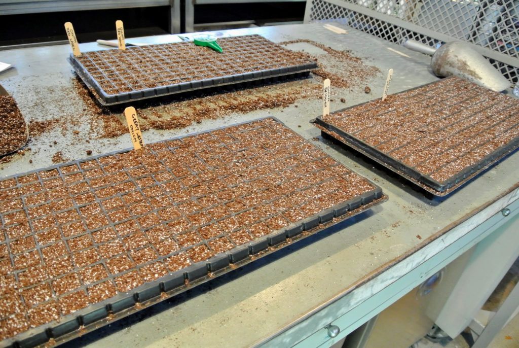 starting onion seeds in trays