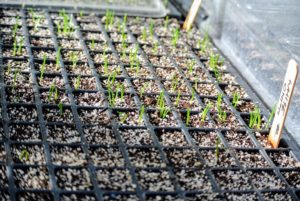 Keep seed starting trays moist and in a warm, sunny place. Here is how the onion seeds look a couple weeks after planting.