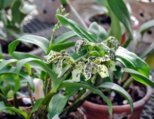 Dendrobium is the second largest orchid genus, with more than a thousand species. This Dendrobium 'Little Atro' grows to 20-inches. The evergreen canes are topped by a single three to five inch long inflorescence, each one producing four to eight flowers.
