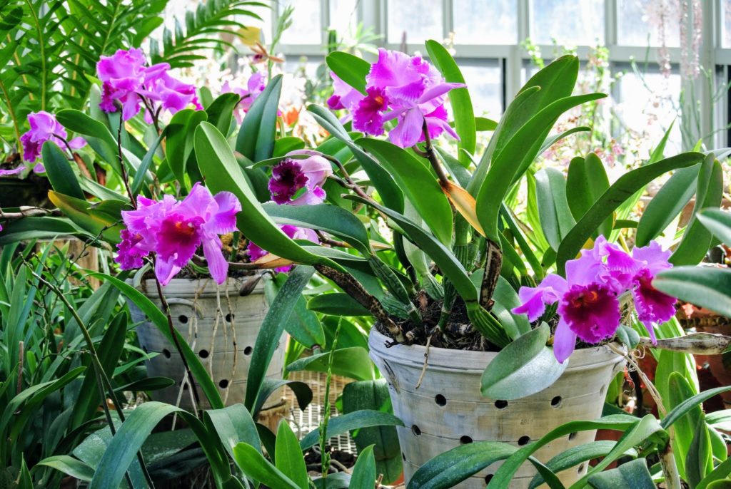 My Blooming Orchids - The Martha Stewart Blog