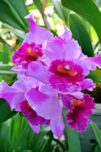 Cattleya orchids are among the most popular. They have often been called "corsage orchids" or "Queen of orchids" because of their big, showy flowers.