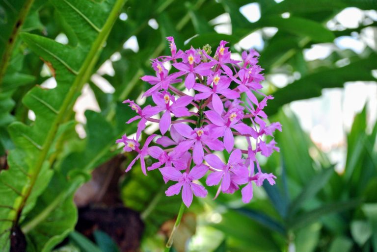My Blooming Orchids - The Martha Stewart Blog