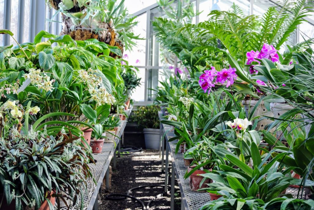 My Blooming Orchids - The Martha Stewart Blog