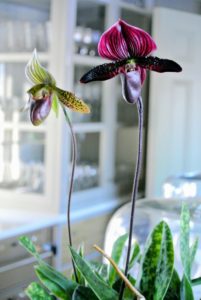 Two more beautiful 'slipper orchids'. The dark purple is Pahiopedilum Super Suk x Raisin Pie.