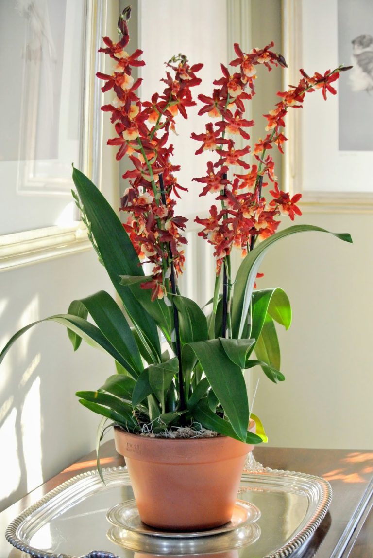 My Blooming Orchids The Martha Stewart Blog