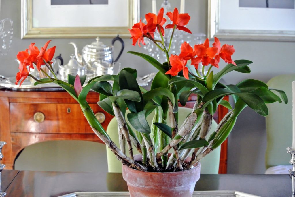 My Blooming Orchids - The Martha Stewart Blog