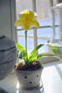 Here's a bright yellow Lady's slipper sitting in my servery.