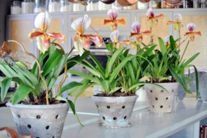 Orchids are such gorgeous plants - they are a wonderful sign that spring is on its way.