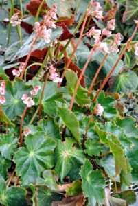 There is no end to the variety of leaf shape, color and texture in the begonia - what are your favorite cultivars? Share them in the comments below.