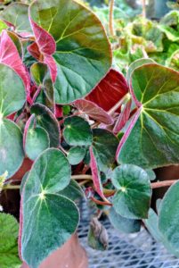 This is Begonia acetosa, also known as 'Ruby Begonia'. It has velvet cupped leaves with tomato red undersides. It tolerates much lower humidity than most.