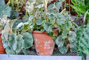 To successfully grow rhizomatous begonias, use clay pots and only repot one size up when the roots have filled their current vessel.
