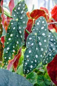 I love this whimsical looking Begonia 'Wightii', Begonia maculata variegata, with its silver spotted leaves. Its nickname is "polka dot" and is a vigorous grower best suited for upright pots.