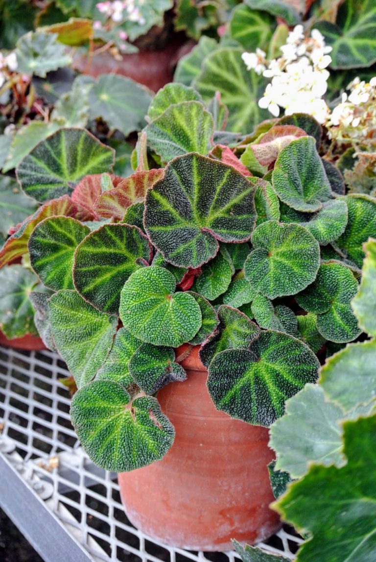 My Collection of Begonias The Martha Stewart Blog