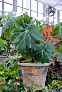 Begonia 'Lotusland' is a large thick stemmed rhizomatous variety. It can grow up to to three-feet tall. It is hard to miss when entering my greenhouse.