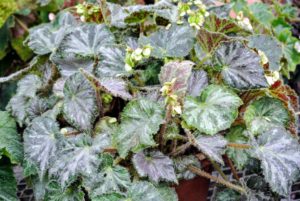 Begonia 'Royal Lustre' has small silvery green leaves with tones of pink and green. Upon close inspection, you can see the small hairs that line the leaf margins.