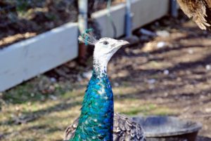 As beautiful as peafowl are, they don't make very melodious sounds. Peafowl have 11 different calls. And, with their sharp eyesight, peafowl are quick to see predators and call out alarms.