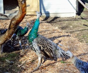 Remember, only males are called peacocks - these females are growing peahens. A family of peafowl is called a bevy, and an ostentation or a muster is the term used to describe a group of peafowl.
