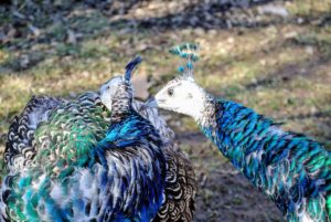 These are two of the three peachicks that share his pen - they will turn one this summer. Yearling peafowl act much like teenagers - they play, pester each other and love to explore if allowed.