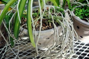 The roots of a Cattleya orchid are largely exposed and subject to periodic drying. In the tropics, much of their moisture requirement is met by the frequent rains. The spongy, velamen layer of the roots absorbs moisture and nutrients from the debris that ­collects around the plants.