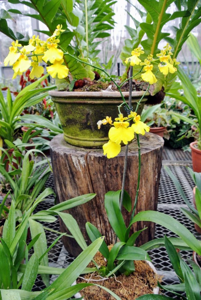 My Blooming Orchids - The Martha Stewart Blog