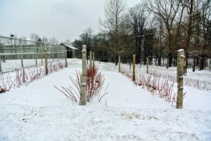 Just behind the flower cutting garden and my main greenhouse are rows of berry bushes. These are raspberry canes. Raspberries are unique because their roots and crowns are perennial, while their stems or canes are biennial. We recently gave these bushes a good pruning.