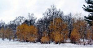 Here is one grove of weeping willows on the edge of my lower hayfield. The golden hue looks so pretty against the snowy landscape.