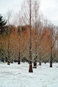 A stand of dawn redwoods, Metasequoia, with their straight trunks. They are impressive trees by any standard, and beautiful in any season.