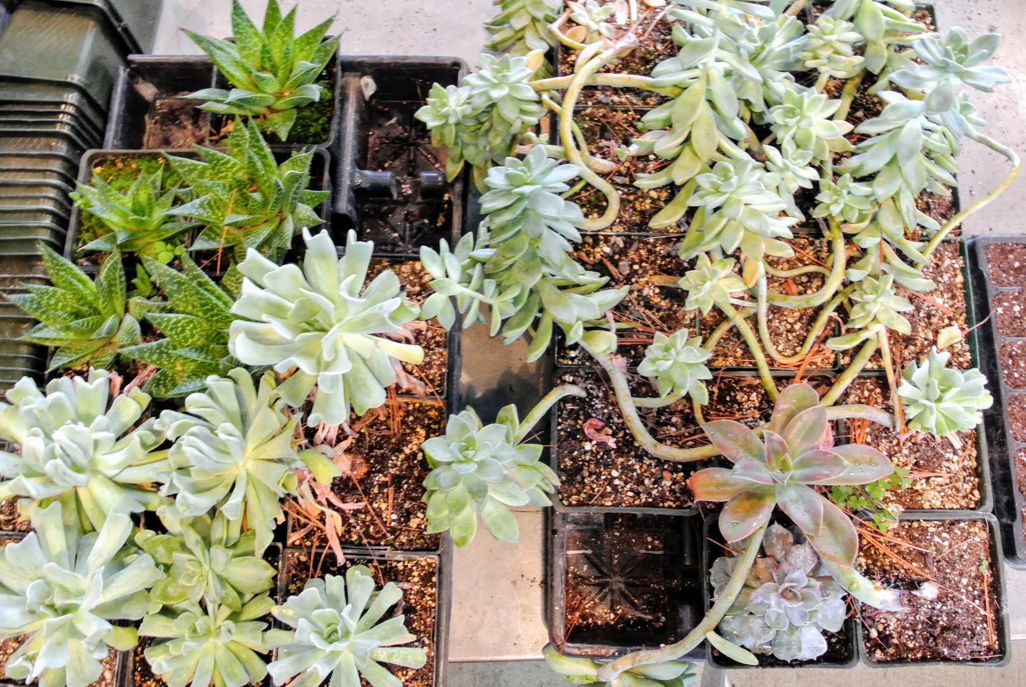 Repotting succulents outlet