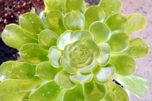 This is an aeonium, a fast-growing rosette-shaped succulent. Aeonium is a diverse group that can be stemless or shrublike, small or medium-sized, preferring sun or shade.