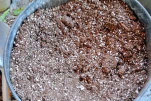For succulents, we use a mix of equal parts sand, perlite and vermiculite for best drainage. The right soil mix will also help to promote faster root growth, and gives quick anchorage to young roots.